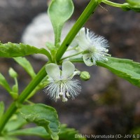 Scoparia dulcis L.